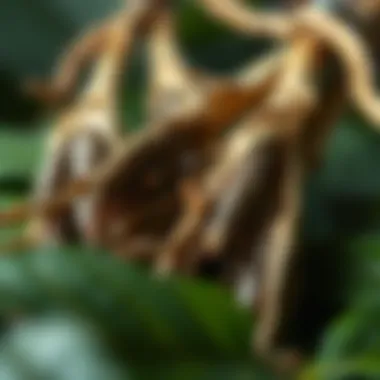 Roots of Kava Close-up of kava roots emphasizing their natural origins